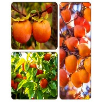 Хурма > коллекция из 3-х сортов: Хурма Гигант => Хурма Фейерверк вкуса => Хурма Звездочка Хурма > коллекция из 3-х сортов: Хурма Гигант => Хурма Фейерверк вкуса => Хурма Звездочка