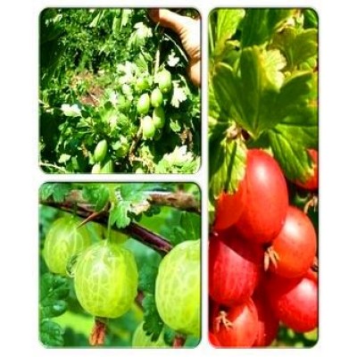 Крыжовник > коллекция из 3-х сортов: Крыжовник Изумрудный => Крыжовник Малахит => Крыжовник Машуня Крыжовник > коллекция из 3-х сортов: Крыжовник Изумрудный => Крыжовник Малахит => Крыжовник Машуня