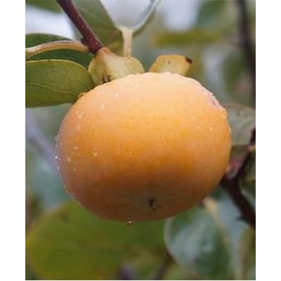 Саженец хурмы "Гора Говерла" Саженец хурмы "Гора Говерла"